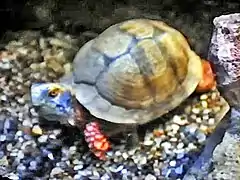 Terrapene mexicana at the Zoo Atlanta