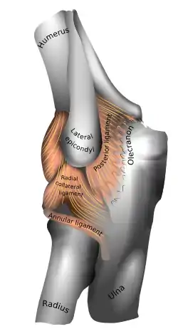 Upper extremity of left ulna. Lateral aspect