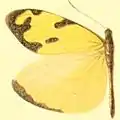 E. m. melite male