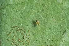 Encarsia perplexa (centre), a parasitoid of citrus blackfly (lower left), is also an adelphoparasite, laying eggs in larvae of its own species