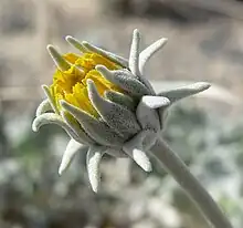 Ash Meadows sunray