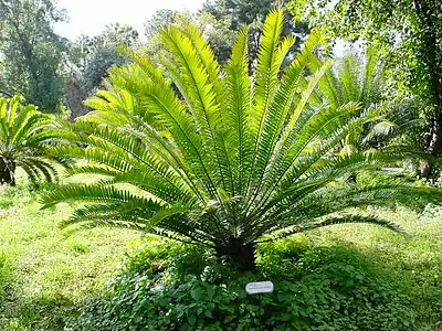 Encephalartos natalensis x E. woodii hybrid at Orto botanico di Palermo