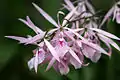 Encyclia adenocaula flowers