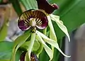 Prosthechea cochleata, Belize