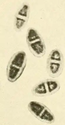 "Endothia radicalis" ascospores from Lewis David de Schweinitz' specimen in Theodor Magnus Fries' herbarium