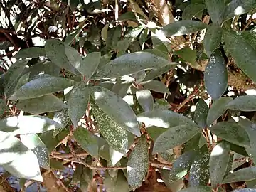 Foliage