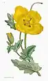 Yellow-horned Poppy. Plate 8. Vol 1 (1st. Ed. 1791)