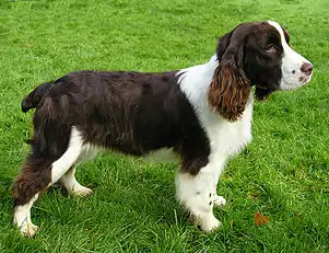 English Springer Spaniel