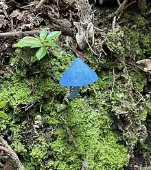 Entoloma Hochstetteri