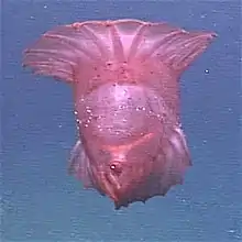 Pelagic sea cucumber