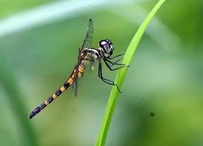 Female