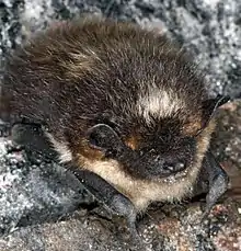 The image depicts a sleeping bat