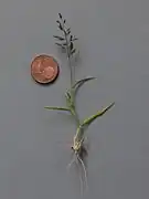 Uprooted specimen with coin for scale