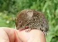 field vole