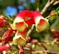 Close-up of flowers