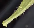 Leaf base hairs (a few long ones usually present) and underside hairs