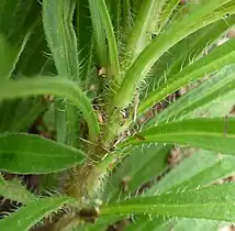 Leaf bases near stem showing projecting hairs