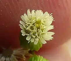 Flower head face on