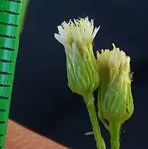 Flower head, hairless or mostly so, ray petals small but conspicuous, base of head not widely bulging