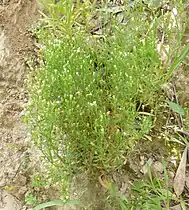 Biennial growing in sand by a river from a surviving stem