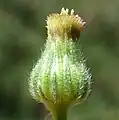 Side phyllaries hairy and green, without red tips, and lacks prominent white petals, which may have a purple tinge