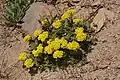 Sulphur flower (Eriogonum umbellatum)