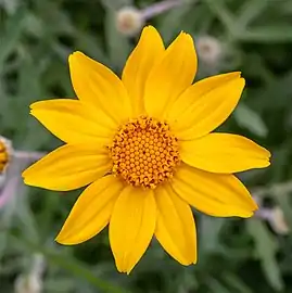 Flower close-up