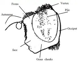 Eristalis head