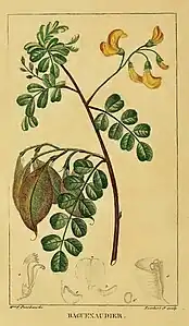 Colutea arborescens