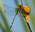 male eating Julia butterfly Dryas iulia