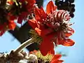 Flowers and velvety red calyxes