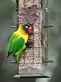 Escaped bird, on backyard feeder, Austin, Texas, May 2013