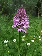 Inflorescence is dense pyramid-shaped