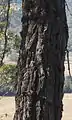 Deeply furrowed, tough bark from the lower trunk of Eucalyptus dura