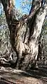 A river red gum, with hollows. The younger trees surrounding it would generally not yet have developed hollows suitable for vertebrate species.