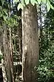 Eucalyptus oreades trunk at Katoomba