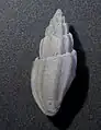 Eucithara coronata, abapertural view