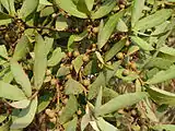 Green berries on female tree