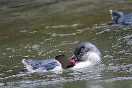 Little penguins