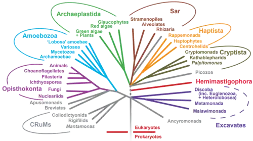 Eukaryotic tree of life showing the diversity of eukaryotic cells.