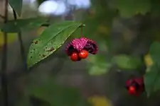 Fruit body with leaf