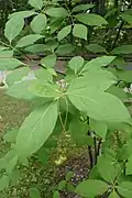 Ripening fruit hanging below leaves