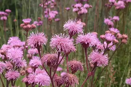 Flower heads