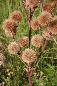 Mature fruiting heads