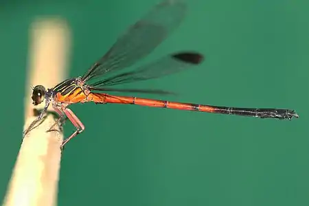 male