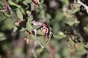 The inflorescences and folded leaves