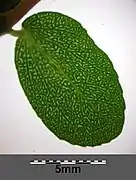 Leaf with transmitted light