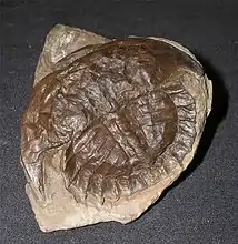 Euproops rotundatus (Prestwich 1840). Upper Carboniferous, Westphalian (Duckmantian), Crock Hay Open Cast Quarry, Wigan, Lancashire, UK.