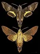 Eupyrrhoglossum