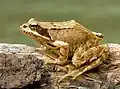 Common frog